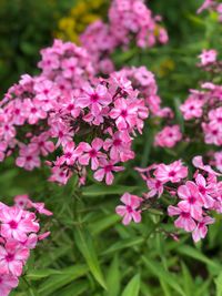 Close-up of pink flowering plants in park