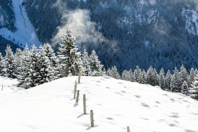 Snow covered pine trees on mountain