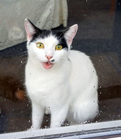 Close-up portrait of white cat