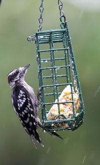 Downey woodpecker clings to the outside of a suet feeder.