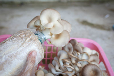 Close-up of mushrooms growing outdoors