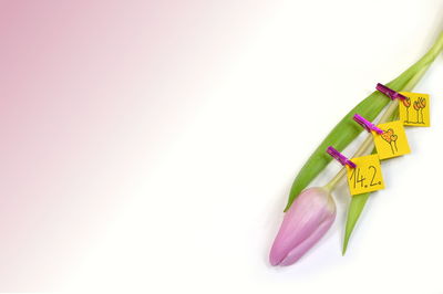 Close-up of multi colored pencils over white background