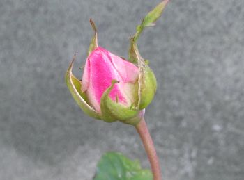 Close-up of pink rose