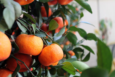 Close-up of oranges growing on tree