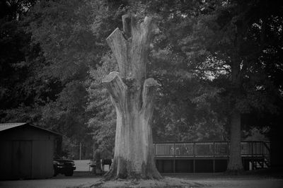 Trees on field against building