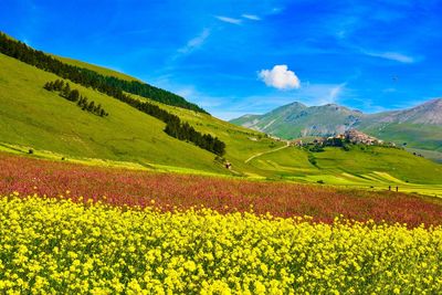 Yellow flowers growing in field