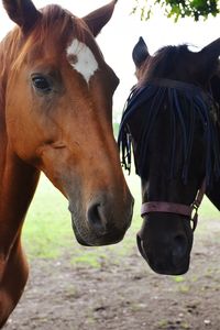 Close-up of horse in ranch