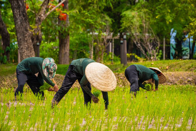 Rear view of people working on field