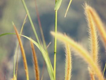 Close-up of plant