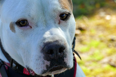 Close-up portrait of a dog