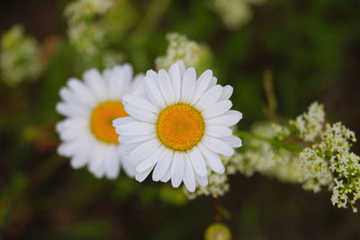Close-up of white flowering plant