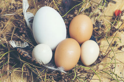 High angle view of eggs in nest