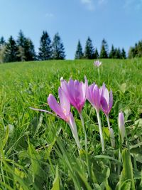 Close-up of pink crocus flowers on field