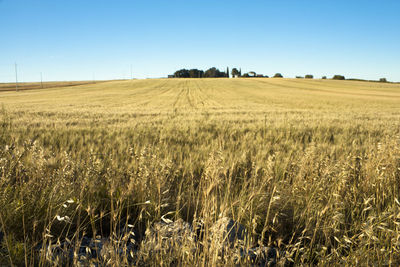 Scenic view of agricultural field against clear sky