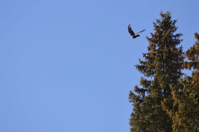 Low angle view of bird flying against clear blue sky