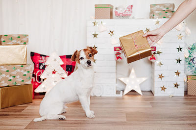 Woman hand giving christmas gift to cute small jack russell dog looking at owner. christmas time 