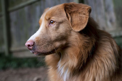 Close-up of dog looking away