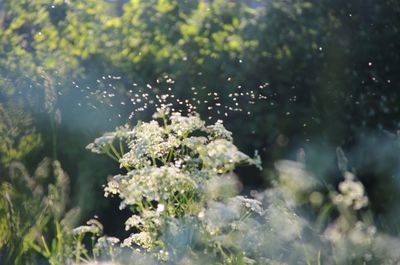 Close-up of flowering plant