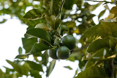 Low angle view of green tree