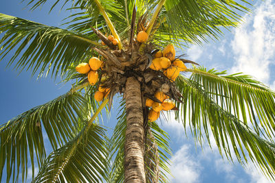 Low angle view of coconut palm tree against sky