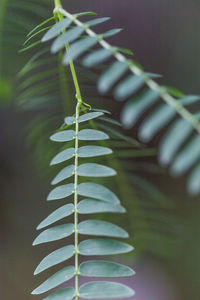 Close-up of leaf