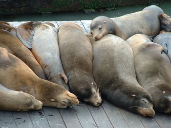 High angle view of sea lion in water