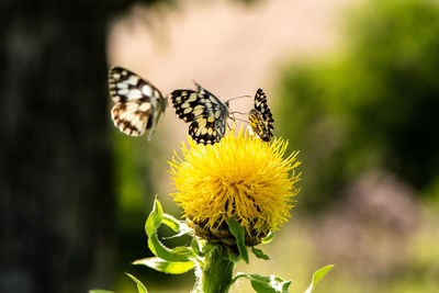 Close-up of butterfly pollinating on yellow flower