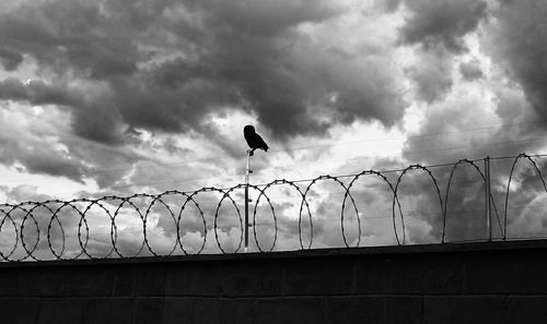 Low angle view of silhouette bird against sky