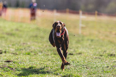 Dogs running on field