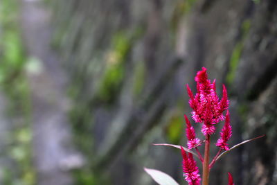 Close-up of pink flowering plant