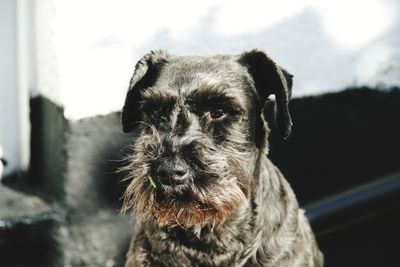 Close-up portrait of dog looking at camera