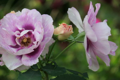 Close-up of pink flowering plant