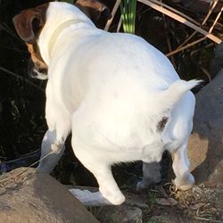 Bird on white background