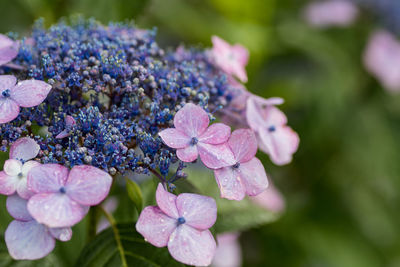 Close-up of purple flowers blooming outdoors