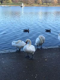 High angle view of swans at lakeshore