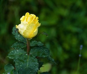 Close-up of yellow rose flower