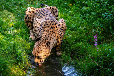 View of cat drinking water from plants