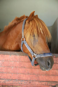 Close-up of horse in ranch