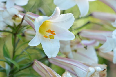 Close-up of frangipani blooming outdoors