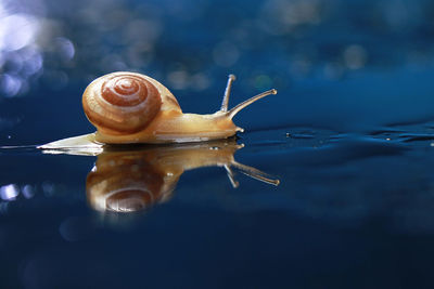 Close-up of snail in water