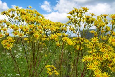 Close-up of yellow flowers against sky