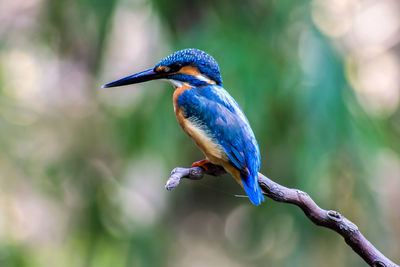 Close-up of bird perching on branch