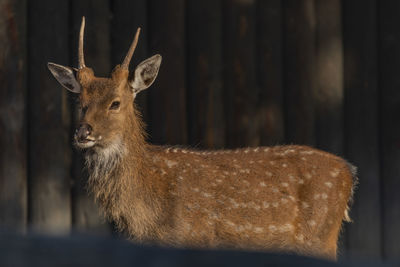 Close-up of deer