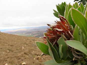 Close-up of plant growing on field against sky