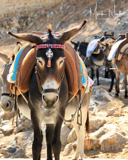 Close-up of horses