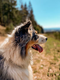 Close-up of a dog looking away