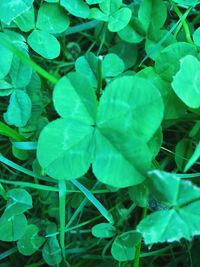 High angle view of fresh green leaves on field