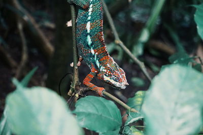 Close-up of chameleon on plant