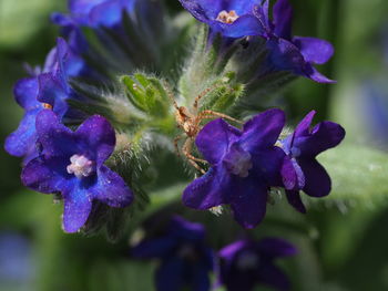 Close-up of purple flowering plant