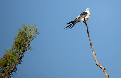 Swallow-tailed kite perches high in a tree and preens his feathers in the corkscrew swamp sanctuary 